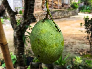 Mango on the tree