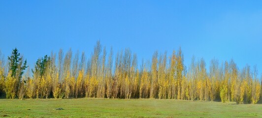 Line of Trees in Autumn 