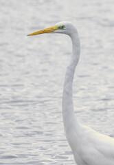 Obraz premium Great White Egret (Ardea alba) in a natural habitat