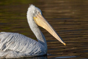 Dalmatian Pelican of Kerkini Lake