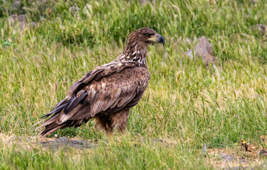 Obraz premium White-tailed Sea eagle sitting on feeding station