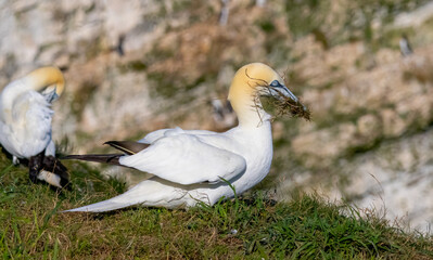 Northern Gannet on breeding rocks of Bempton cliffs, UK