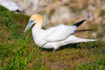 Northern Gannet on breeding rocks of Bempton cliffs, UK