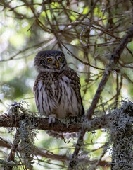 Pygmy Owl (Glaucidium passerinum) in a natural habitat