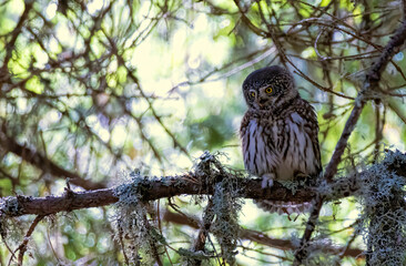 Pygmy Owl (Glaucidium passerinum) in a natural habitat