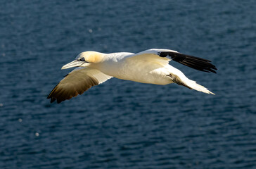 Northern Gannet on breeding rocks of Bempton cliffs, UK