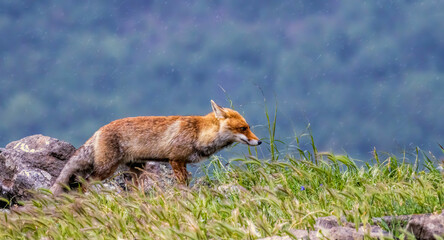 Red fox portrait photography