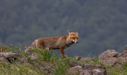 Red fox portrait photography