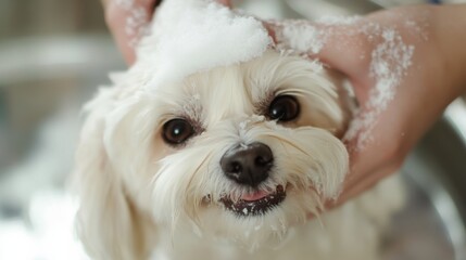 Seasonal pet grooming tips featuring various grooming techniques for different seasons. Emphasizing care and maintenance. Ideal for pet groomers and owners.