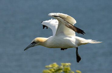 Northern Gannet on breeding rocks of Bempton cliffs, UK