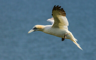 Northern Gannet on breeding rocks of Bempton cliffs, UK