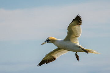 Northern Gannet on breeding rocks of Bempton cliffs, UK