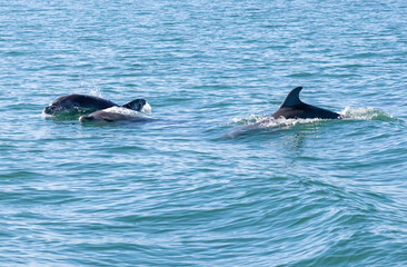 Obraz premium Bottle-nosed Dolphins in Amvrakikos Gulf, Greece