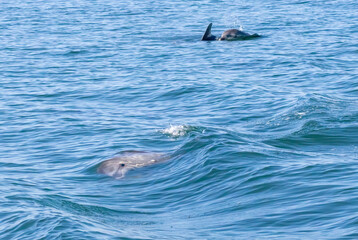 Naklejka premium Bottle-nosed Dolphins in Amvrakikos Gulf, Greece