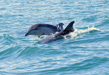 Fototapeta premium Bottle-nosed Dolphins in Amvrakikos Gulf, Greece