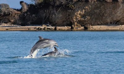 Bottle-nosed Dolphins in Amvrakikos Gulf, Greece