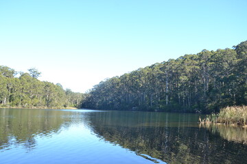 lake in the forest