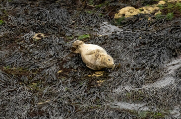 Gray Seal on the coast of UK