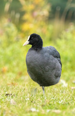 Obraz premium Coot (Fulica atra) in a natural habitat