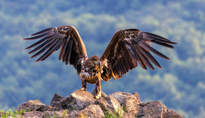 White-tailed Sea eagle sitting on feeding station