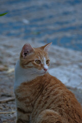 portrait of a cat. ginger cat in the garden, selective focus on the eye.