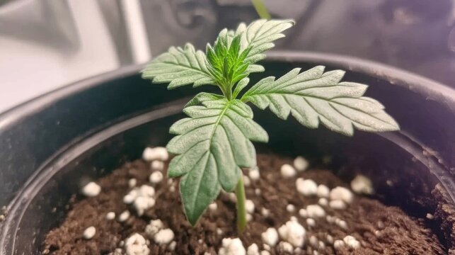 Young cannabis plant showcasing its first true leaves above cotyledons, nestled in rich soil with perlite for drainage.