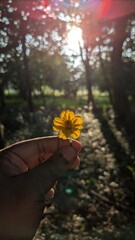 flower in the sun