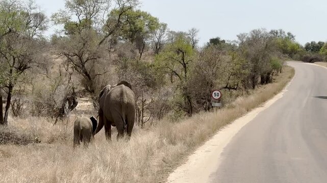 Afrikanische Tiere Elefantenmutter mit Elefanten Baby im Busch vom Kr&uuml;ger National Park - Kruger Nationalpark S&uuml;dafrika