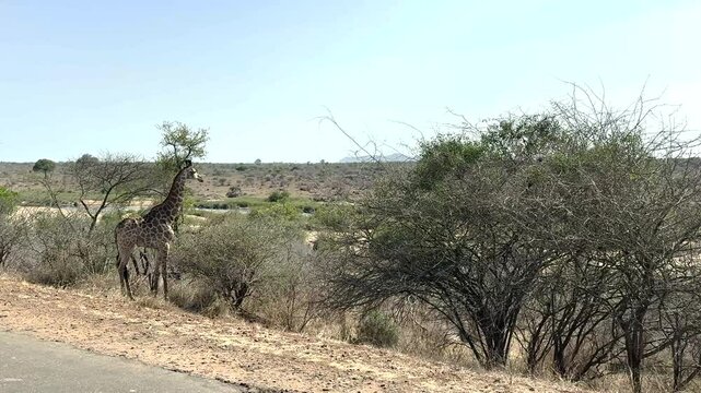 Afrikanische Tiere Giraffe im Busch vom Kr&uuml;ger National Park - Kruger Nationalpark S&uuml;dafrika