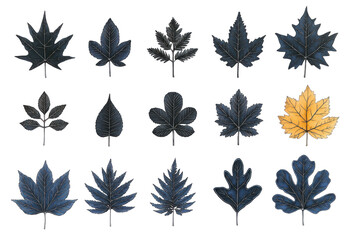 Collection of dark blue and yellow autumn leaves isolated transparent background