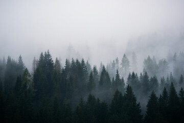 Tannen in den Wolken, Berge Italien