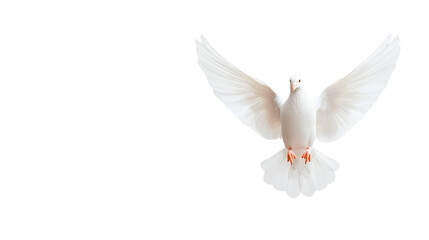 Flying White Dove on Transparent Background