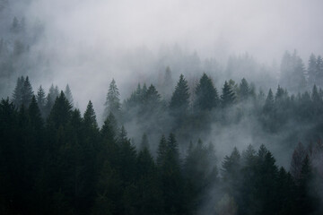 Tannen in den Wolken, Berge Italien