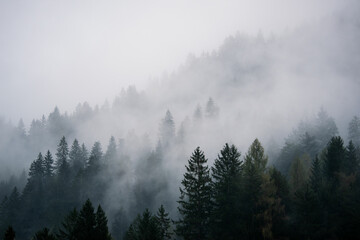 Tannen in den Wolken, Berge Italien