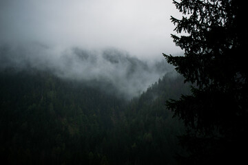 Tannen in den Wolken, Berge Italien