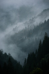 Tannen in den Wolken, Berge Italien