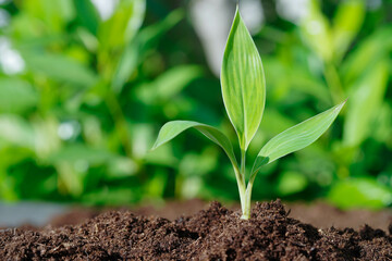 Tree growing with hand, eco earth day, save world, save earth, go green