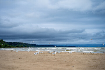 Seagulls on the wavy beach.