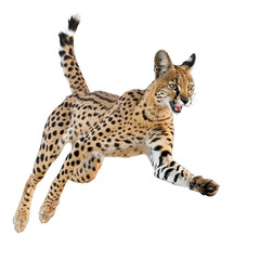 Agile serval pouncing to capture prey on white background png
