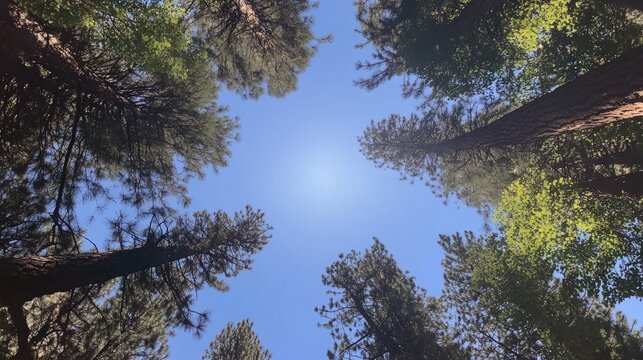 Towering ancient pine trees rise majestically, framed by a clear blue sky, as sunlight gently filters through the lush green foliage, creating a tranquil forest scene.