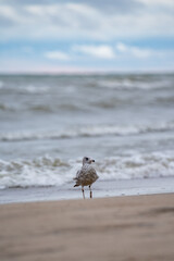 Portrait of a seagull on the beach.