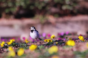 公園の花とハクセキレイ