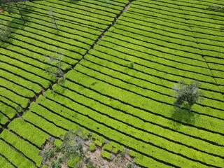 THE BEAUTY OF TEA GARDEN PATTERNS AT THE FOOT OF MOUNT SINDORO ON THE BORDER OF WONOSOBO AND TEMANGGUNG, CENTRAL JAVA, ASIA, INDONESIA