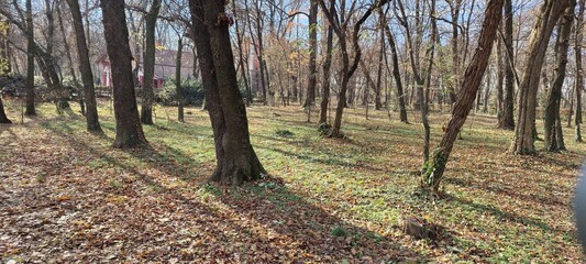 vineyard in autumn