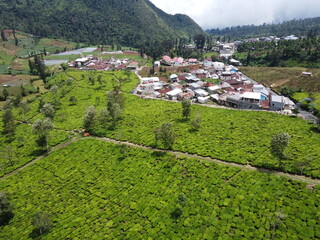 Naklejka premium THE BEAUTY OF TEA GARDEN PATTERNS AT THE FOOT OF MOUNT SINDORO ON THE BORDER OF WONOSOBO AND TEMANGGUNG, CENTRAL JAVA, ASIA, INDONESIA