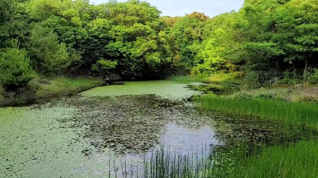 대한민국 제주도의 람사르 습지 보존 지역인 동백동산 습지에 있는 "먼물깍" 연못의 풍경이다.