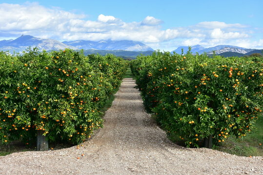 harvesting of mandarines and oranges in region of Igoumenitsa region in Greece