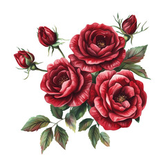 crimson roses blooming isolated on the white background, png, clear background 