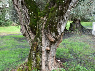 hundret years old trunks of olive trees,Greece