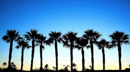 Silhouette of tall palm trees against a vibrant gradient blue sky at twilight, showcasing their elegant forms and the tranquility of nature.